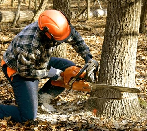 Tree Removal in O Brien, TX